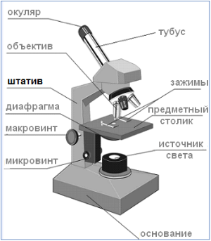 микроскоп.png