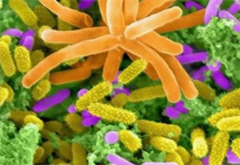 20080817_pid49224_aid43240_microbes_w40088.png