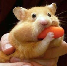 eating-hamster.jpg