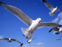 flying-birds-669-2.png