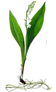 Convallaria_majalis_-_Köhler–s_Medizinal-Pflanzen-045.png
