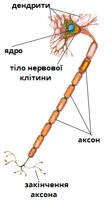 будова нейрона.png