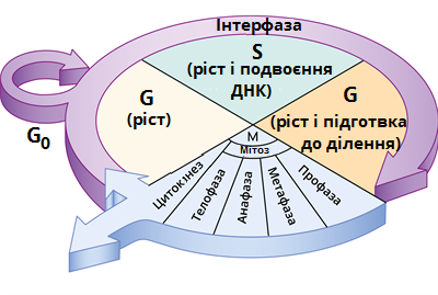 клітинний цикл.png