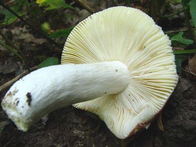 Капелюшні гриби: трубчасті і пластинчасті — урок. Біологія, 6 клас.