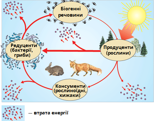 структура екосистеми.png