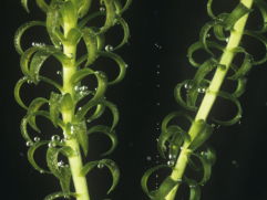 nigel-cattlin-pondweed-elodea-giving-off-oxygen-bubbles-in-sunlight_i-G-38-3812-8RSIF00Z.png